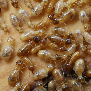 社会性昆虫の生態: シロアリとアリの生物学 | 松本 忠夫 |本