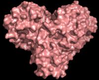 SARS-CoV-2 protease protein 