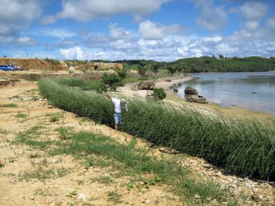 Bioengineering with Vetiver Grass on Guam