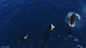 Orcas hunting white sharks