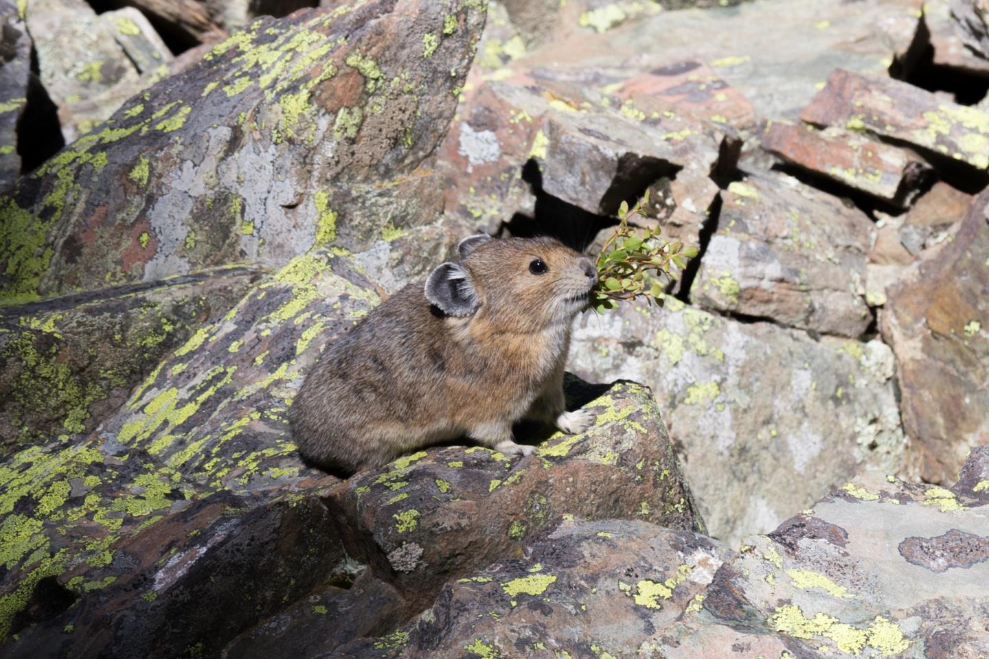 Pika and Moss