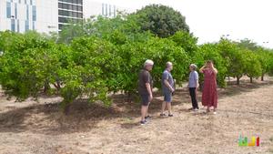 Universitat Jaume I leads European consortium to develop genetically modified citrus lines with greater resilience to climate change, pests and diseases