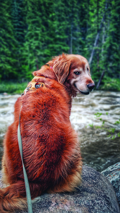 Golden retriever involved in the study