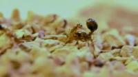 Crazy Ants Attack Fire Ant