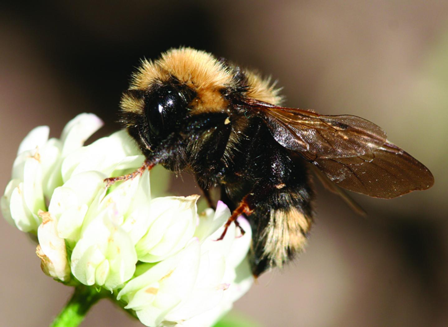 Bee flower