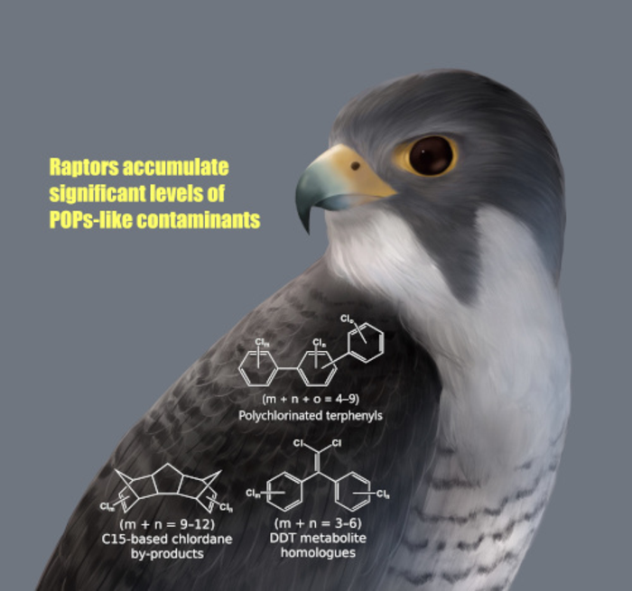 Accumulation of POPs-like contaminants in raptors