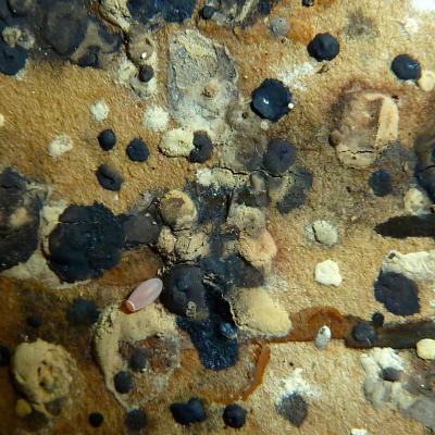 Kissing Bug Egg Surrounded by Excreta Rich in Bacteria