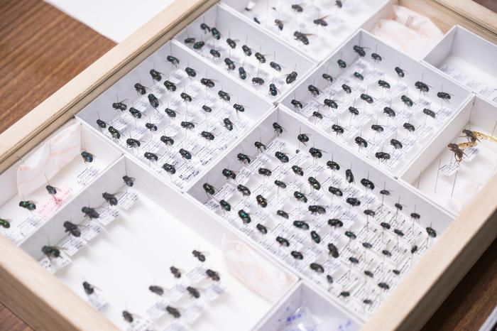 Fly specimens