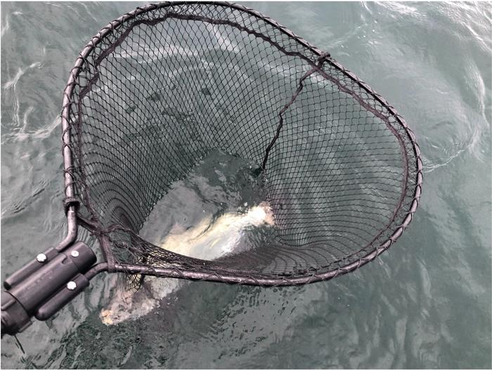 'Fish-friendly' Landing Net
