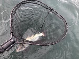 'Fish-friendly' Landing Net