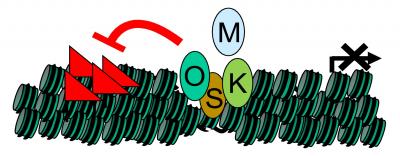 Molecular Mechanisms Underlying Stem Cell Reprogramming