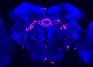 Sleep filter in the fly brain © Charité | Anatoli Ender