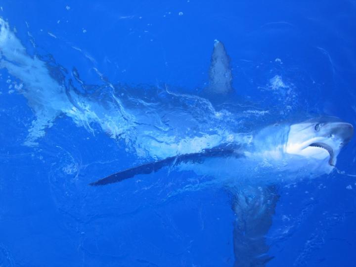 Captured Shark (2 of 2)