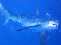Captured Shark (2 of 2)