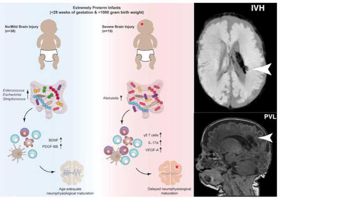Illustration microbiome