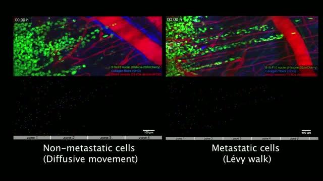 Cell Movements (B16-F0, left) and Metastatic (B16-F10, right) Melanoma Cells in the Skin of a Mouse