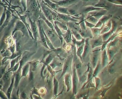 Cells