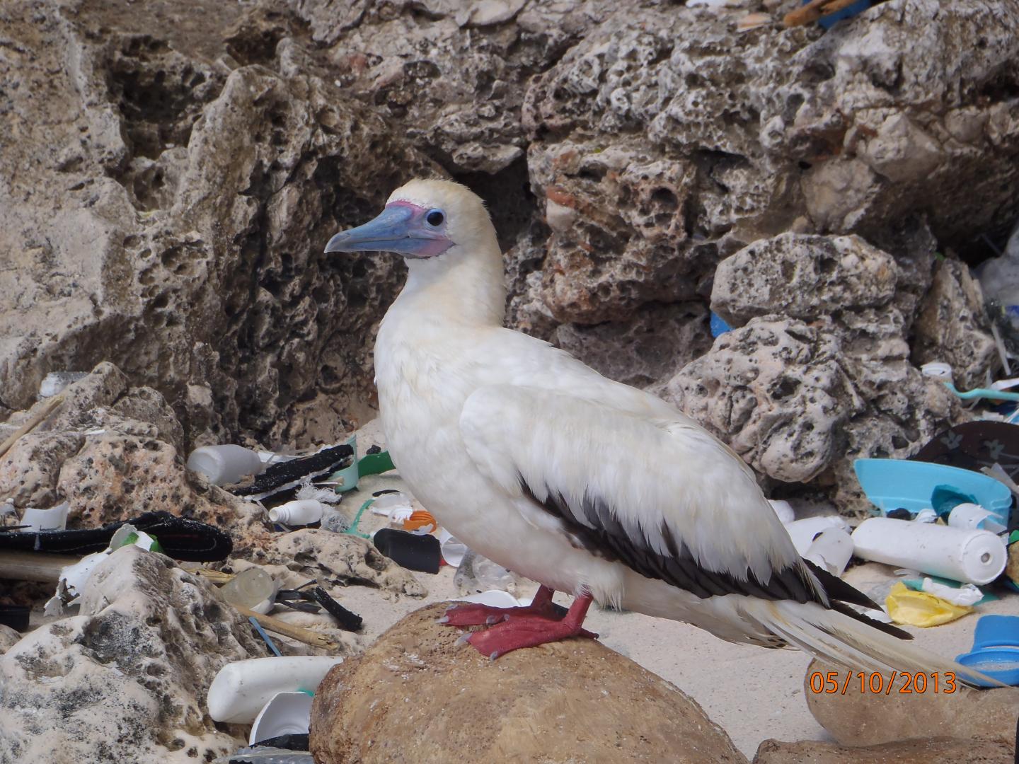 Bird with Plastic