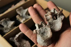 Tainrakuasuchus bellator fossil (by Rodrigo Temp Müller) (1)