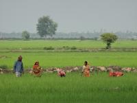 Paddy Fields 