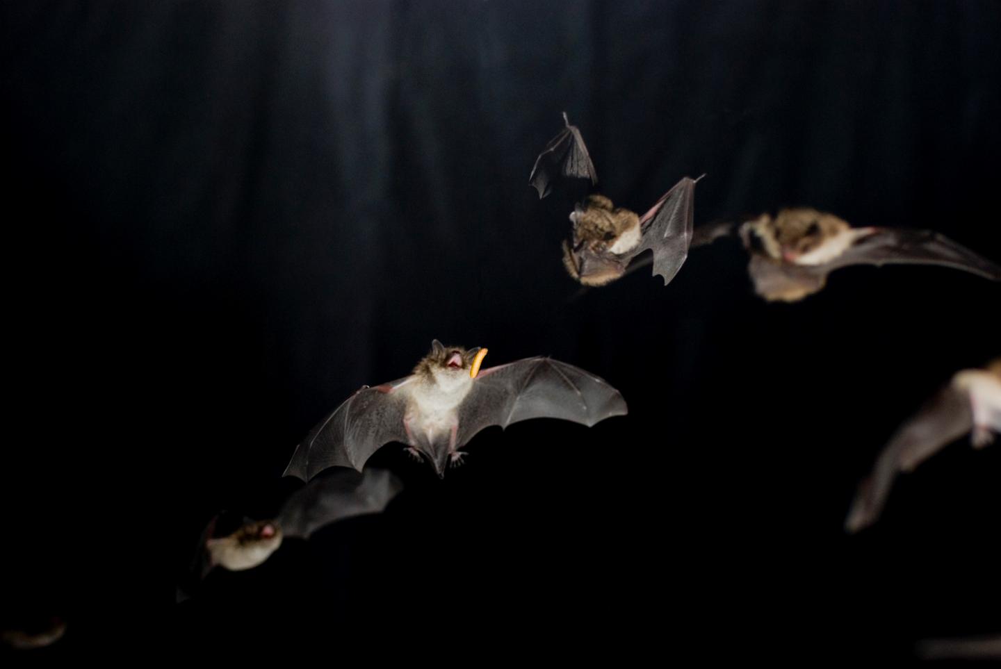 Bats