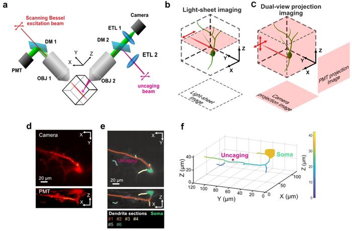 Figure 1 | Dual-view Bessel two-photon projection microscopy (dv-B2PM) and three-dimensional neuronal reconstruction.