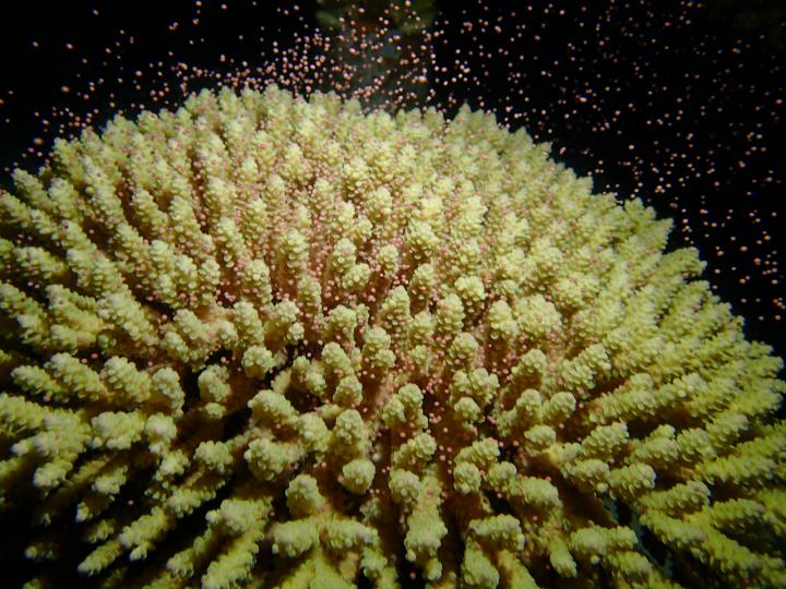 Spawning of <em>Acropora tenuis</em>