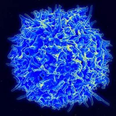 Blue T-Cell
