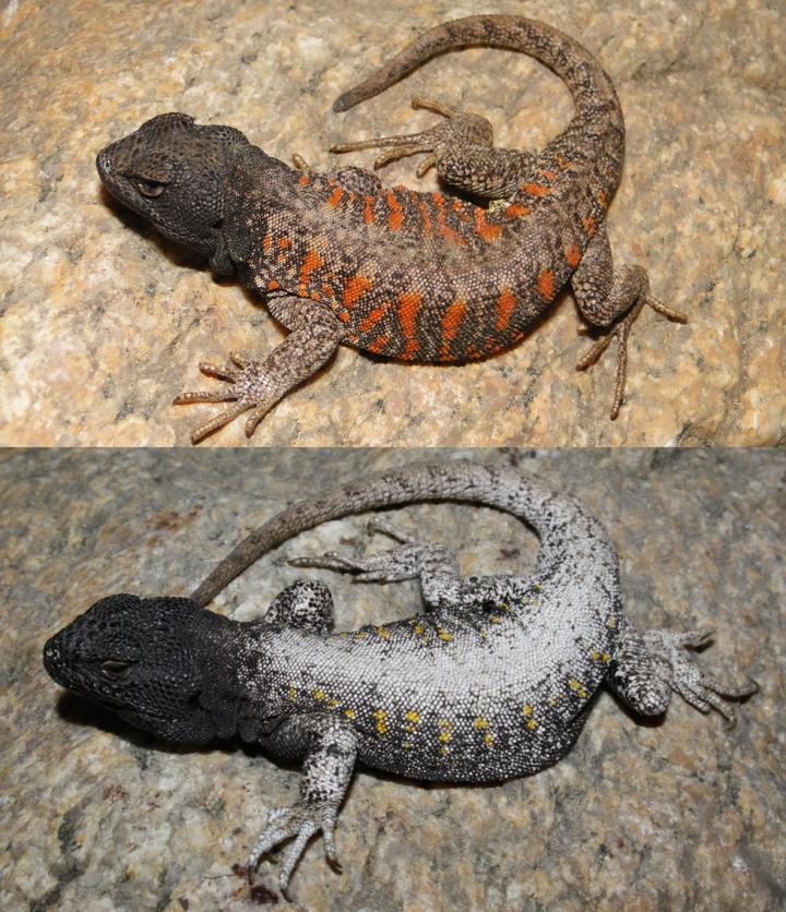 <i>Liolaemus nigriceps</i>