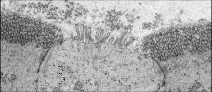 Organoid-derived M-cells