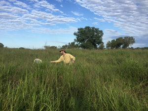 Gathering locusts in the field