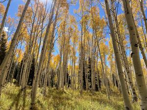 aspen forest fall
