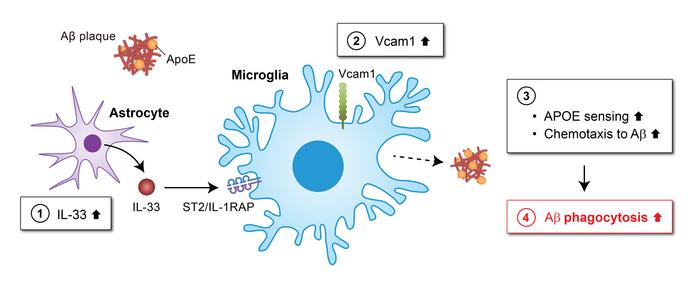 VCAM1-APOE信號通路可作為阿爾茲海默症的潛在治療靶點