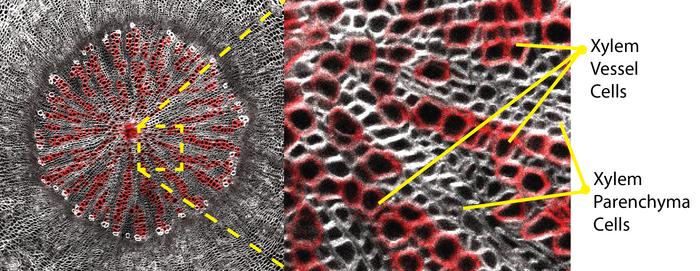 Cross section of Arabidopsis thaliana hypocotyl showing xylem tissue patterning