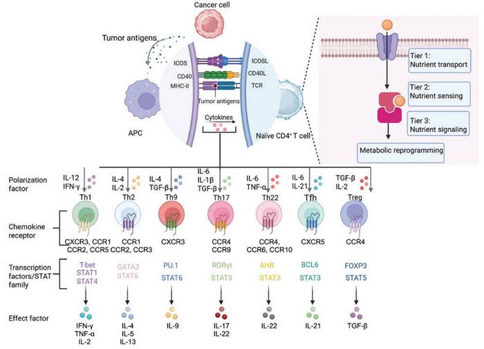 Activation and differentiation mechanisms underlying major CD4+ T cell effector subsets.