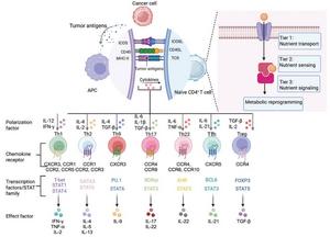 Activation and differentiation mechanisms underlying major CD4+ T cell effector subsets.