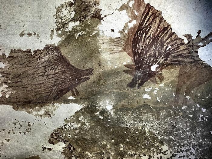 Prehistoric cave painting of two Sulawesi warty pigs, Leang Tedongnge Cave, Sulawesi, Indonesia