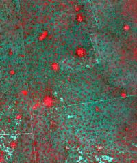 Distribution of Termite Mounds
