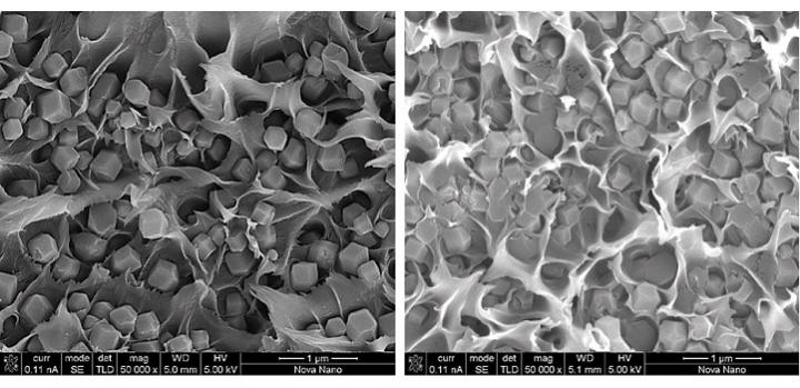 SEM of Porous Material