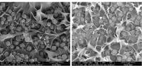 SEM of Porous Material