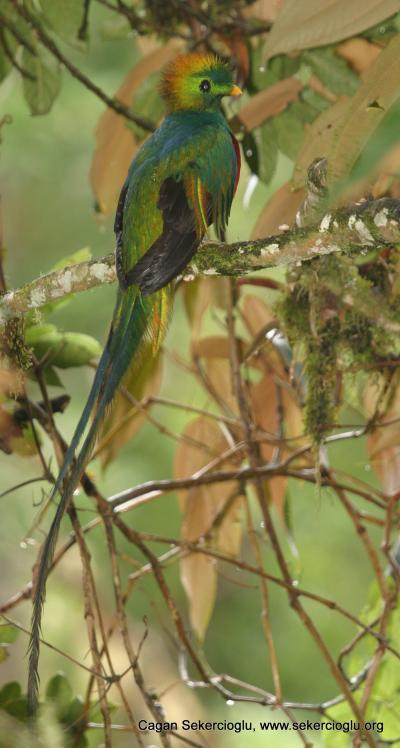 Resplendent Quetzal