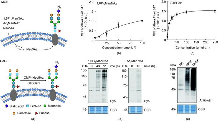 Engineering the glycocalyx of NK-92MI cells via MGE and ST6Gal1-assisted CeGE.