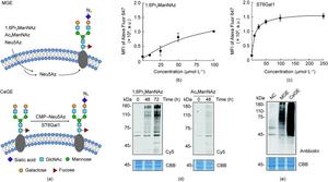 Engineering the glycocalyx of NK-92MI cells via MGE and ST6Gal1-assisted CeGE.