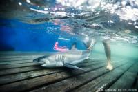 Young Great White Sharks