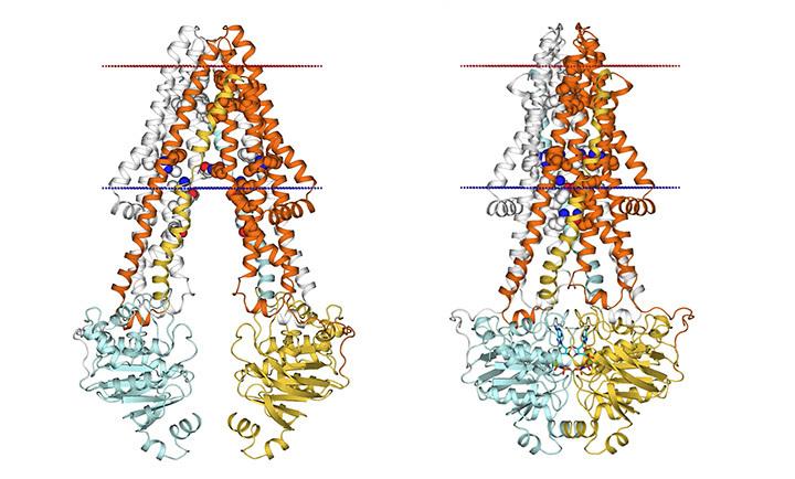 iCeMS Ueda ABCB1 protein squeezing image
