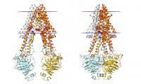 iCeMS Ueda ABCB1 protein squeezing image