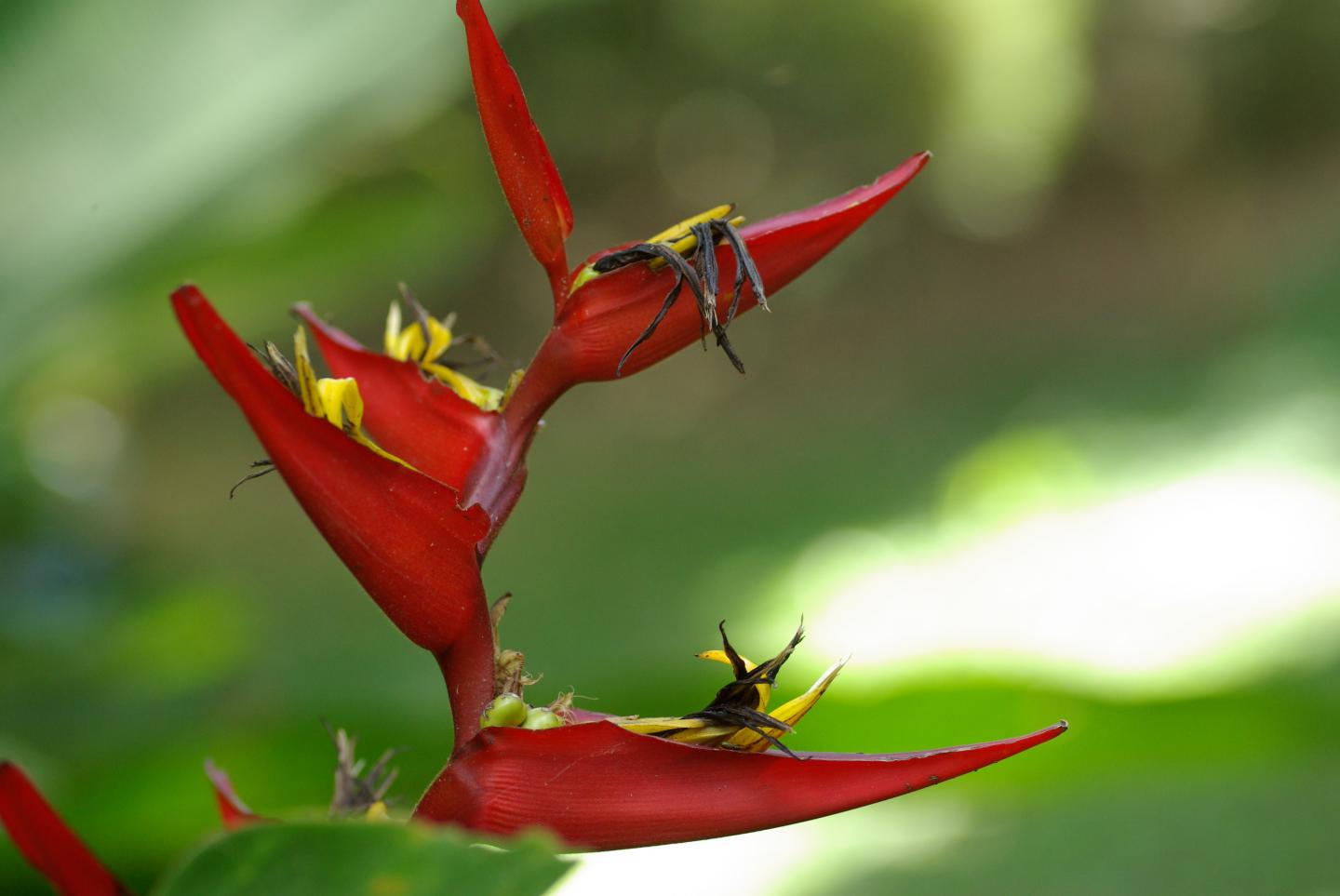 Turned-On Flower