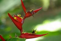 Turned-On Flower