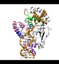 From Disorder to Order in FEN1