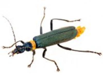 Soldier Beetle